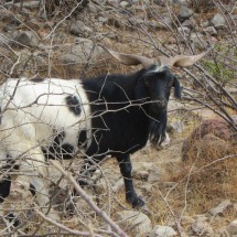 Goat on the street to the Torotoro National Park